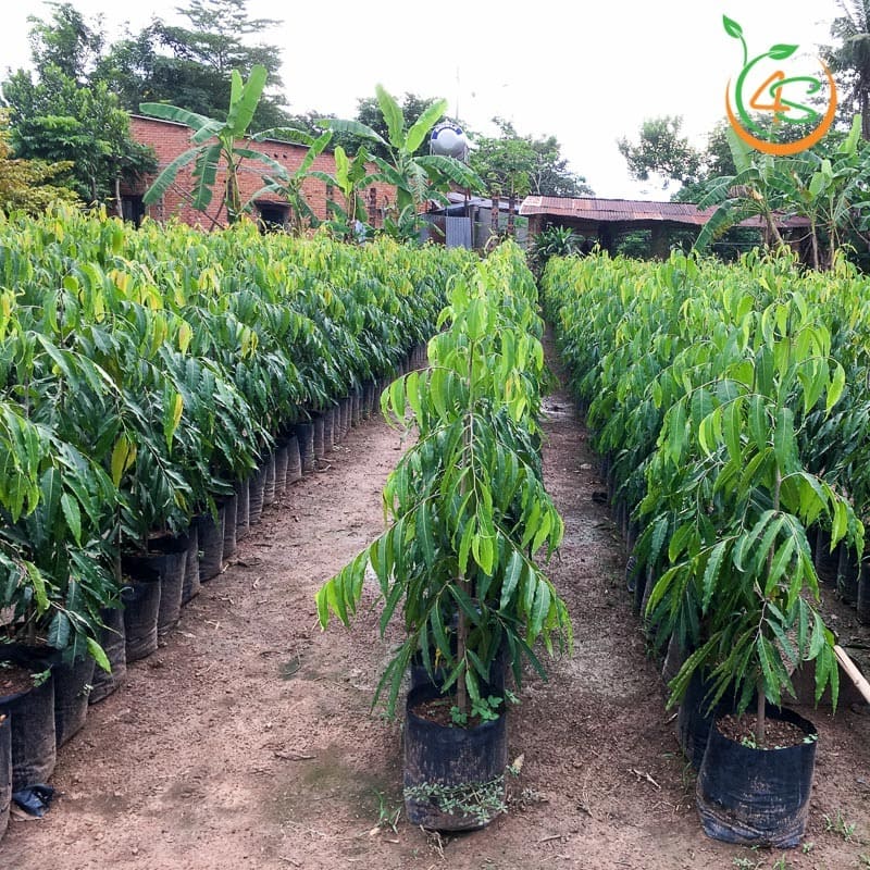 Cây Hoàng Nam (liễu Ấn Độ) 8 cây giống hoàng nam