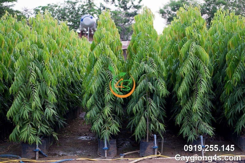 Cây Hoàng Nam (liễu Ấn Độ) 11 Cây giống hoàng nam lớn cao 3m