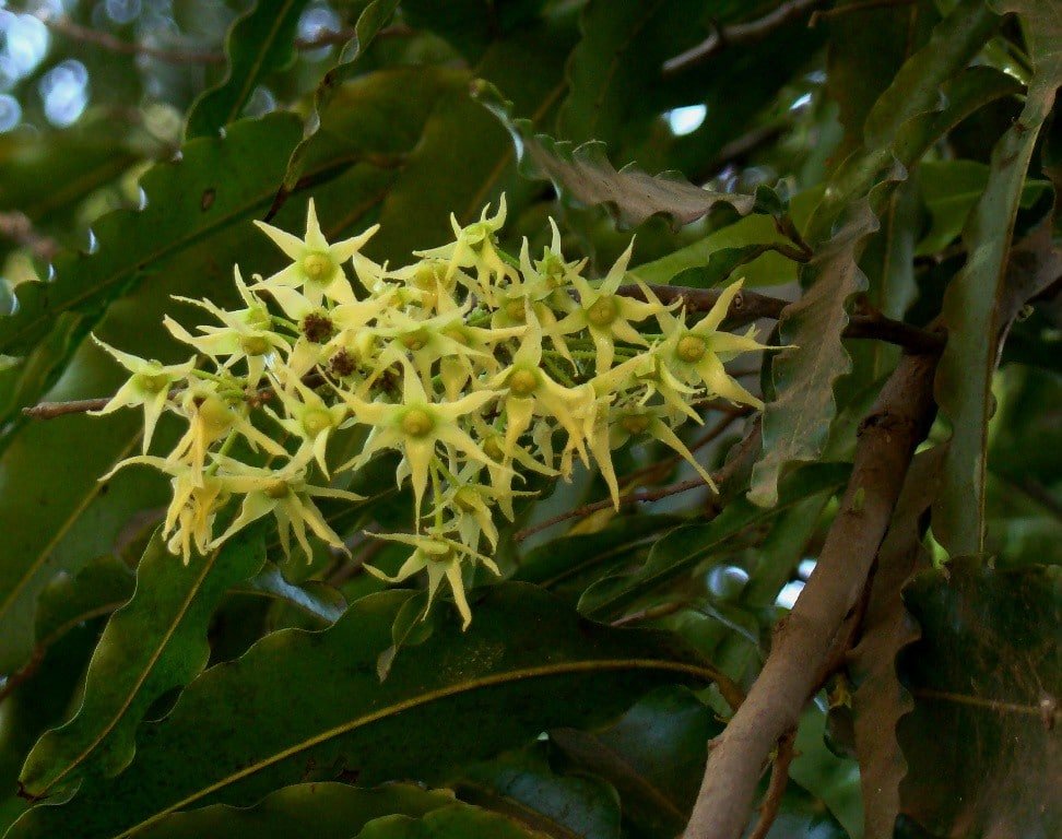 Cây Hoàng Nam (liễu Ấn Độ) 5 Hoa cây hoàng nam giống