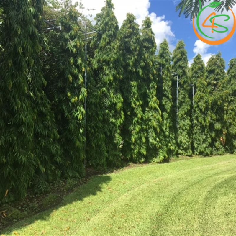 Cây hoàng nam công trình (liễu Ấn Độ) 7 cay-hoang-nam-khu-nghi-duong