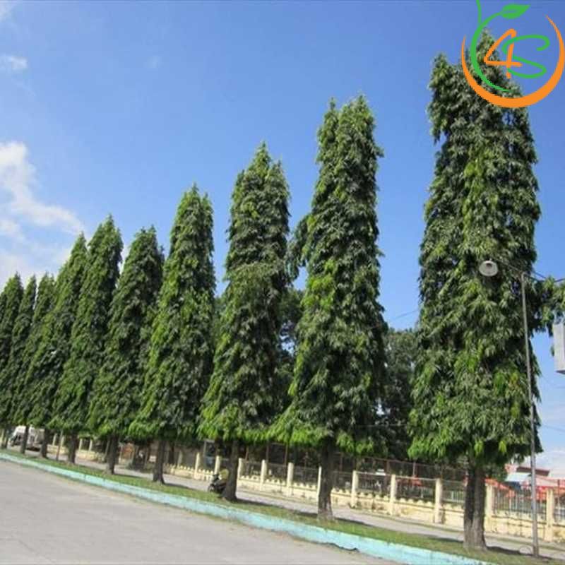 Cây hoàng nam công trình (liễu Ấn Độ) 8 cay-hoang-nam-tai-duong-pho