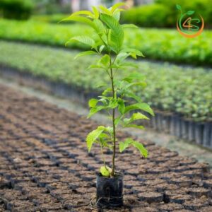 địa chỉ cung cấp cây hoàng yến giống