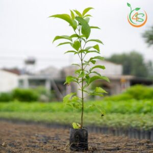 cay-hoang-yen-giong-cay-hoa-cong-trinh-bong-mat-tot-nhat-5