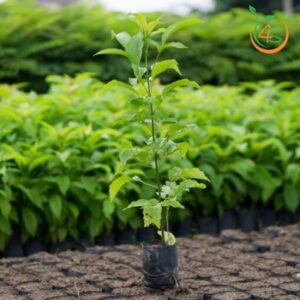 cay hoang yen giong cay hoa cong trinh tot nhat