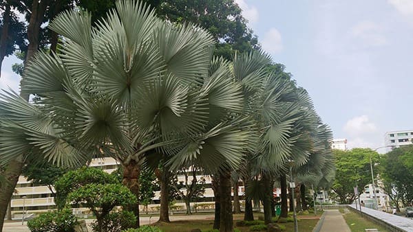 Cây Kè bạc (Cây cọ bạc) 8 Hàng cây kè bạc - Cây giống 4S