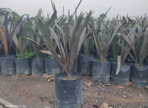 Cây Kè bạc (Cây cọ bạc) 13 Cây kè bạc giống - Cây giống 4S