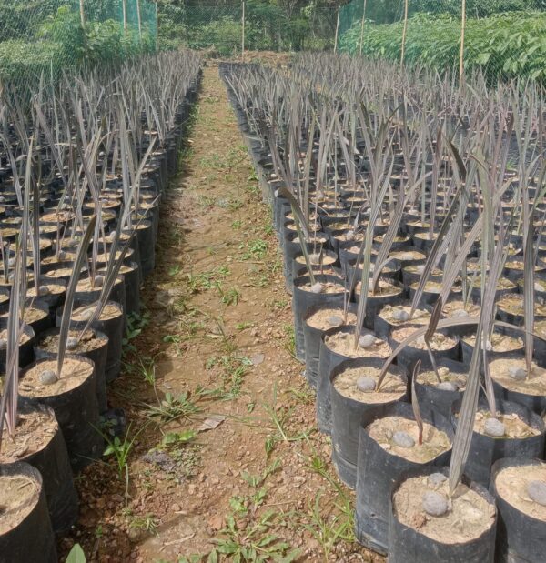 Cây Kè bạc (Cây cọ bạc) 14 Cây cọ lá bạc - Cây giống 4S