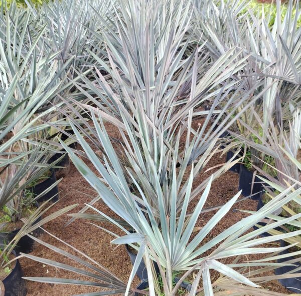 Cây Kè bạc (Cây cọ bạc) 12 Chăm sóc cây giống kè bạc - Cây giống 4S