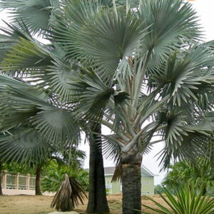 cay ke bac san vuon 3