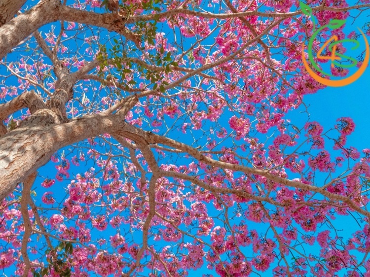 Cây Kèn Hồng 8 cây kèn hồng