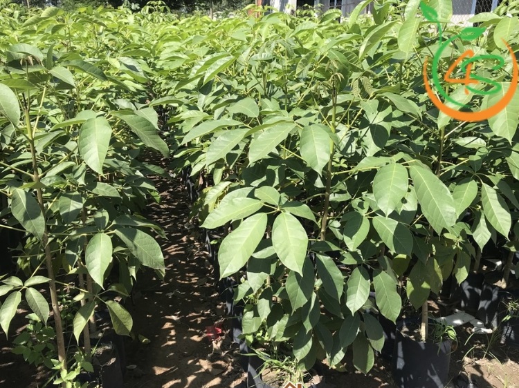 Cây Kèn Hồng 17 cây giống hoa kèn hồng