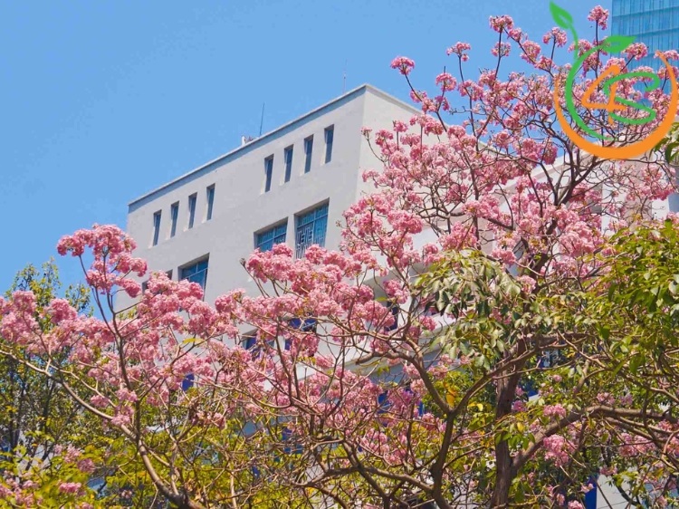 Cây Kèn Hồng 16 cây giống hoa kèn hồng