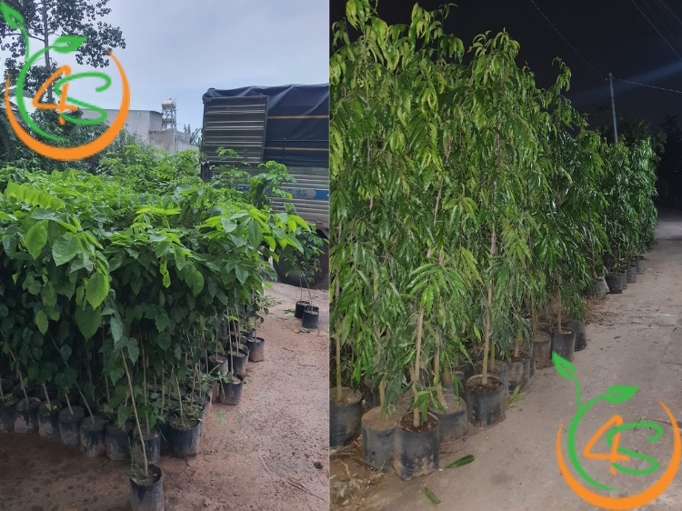 Cây Kèn Hồng 22 Cây Giống 4S