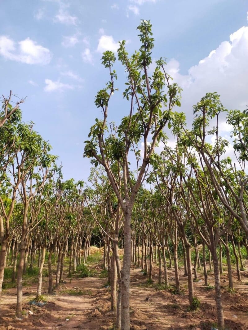 Cây kèn hồng công trình 14 cay ken hong