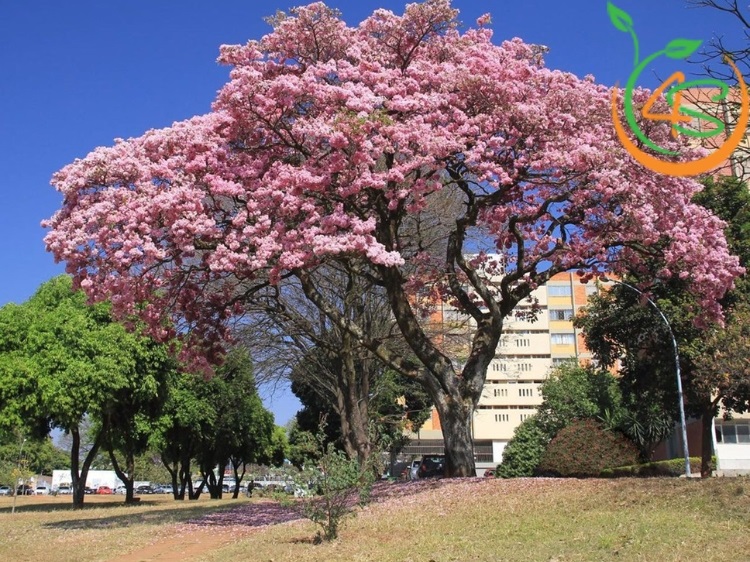 Cây Kèn Hồng 9 cây kèn hồng