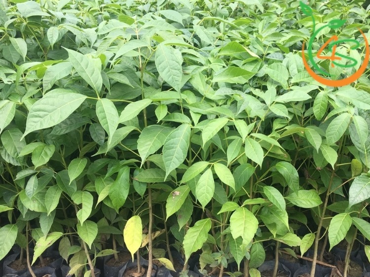 Cây Kèn Hồng 10 cây giống hoa kèn hồng