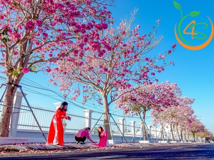 Cây Kèn Hồng 11 cây kèn hồng công trình