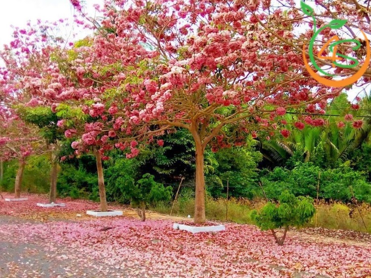 Cây Kèn Hồng 21 cây kèn hồng công trình