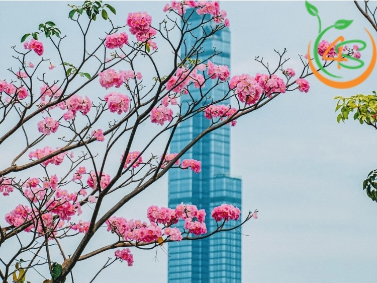 Cây Kèn Hồng 20 cây kèn hồng