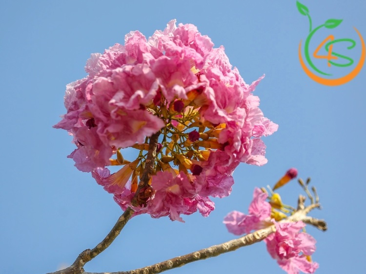 Cây Kèn Hồng 19 giống hoa kèn hồng