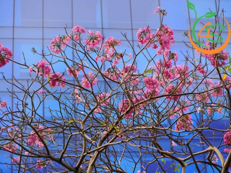 Cây Kèn Hồng 18 giống hoa kèn hồng