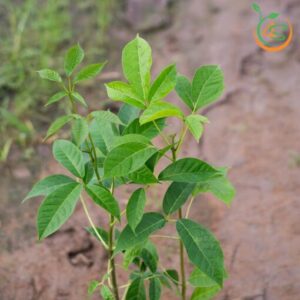 cay-ken-hong-cay-giong-4s