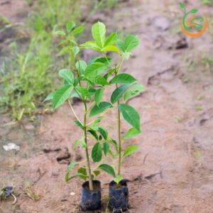 cây kèn hồng giống