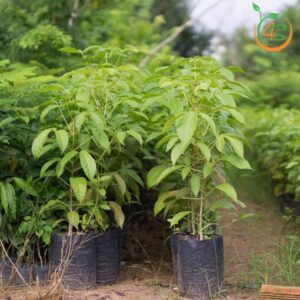 cay-ken-hong-cay-giong-4s