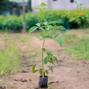 cay-ken-hong-cay-giong-4s