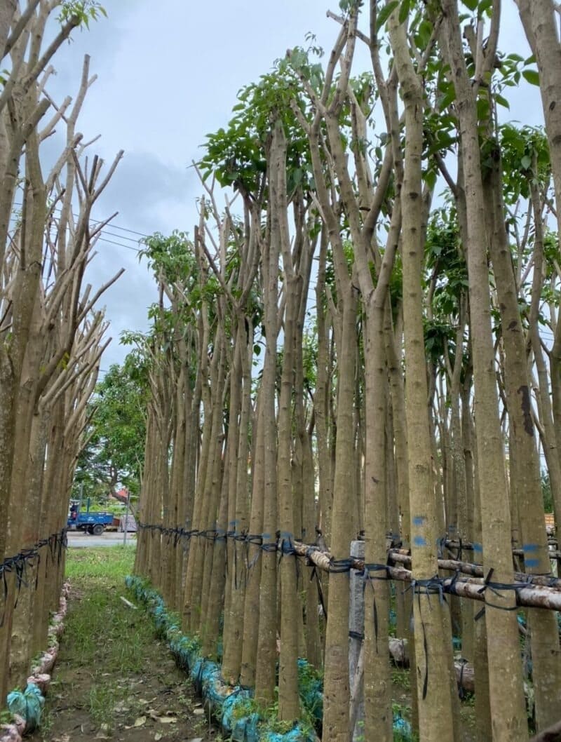 Cây kèn hồng công trình 13 cây kèn hồng chất lượng