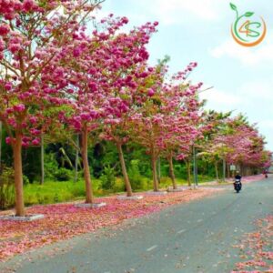 cây hoa kèn hồng công trình bóng mát