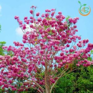 Hình ảnh cây kèn hồng công trình đẹp