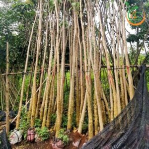 cây hoa kèn hồng công trình bóng mát đường phố