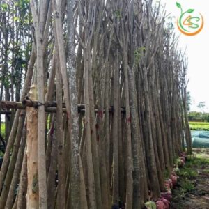 cây hoa kèn hồng công trình