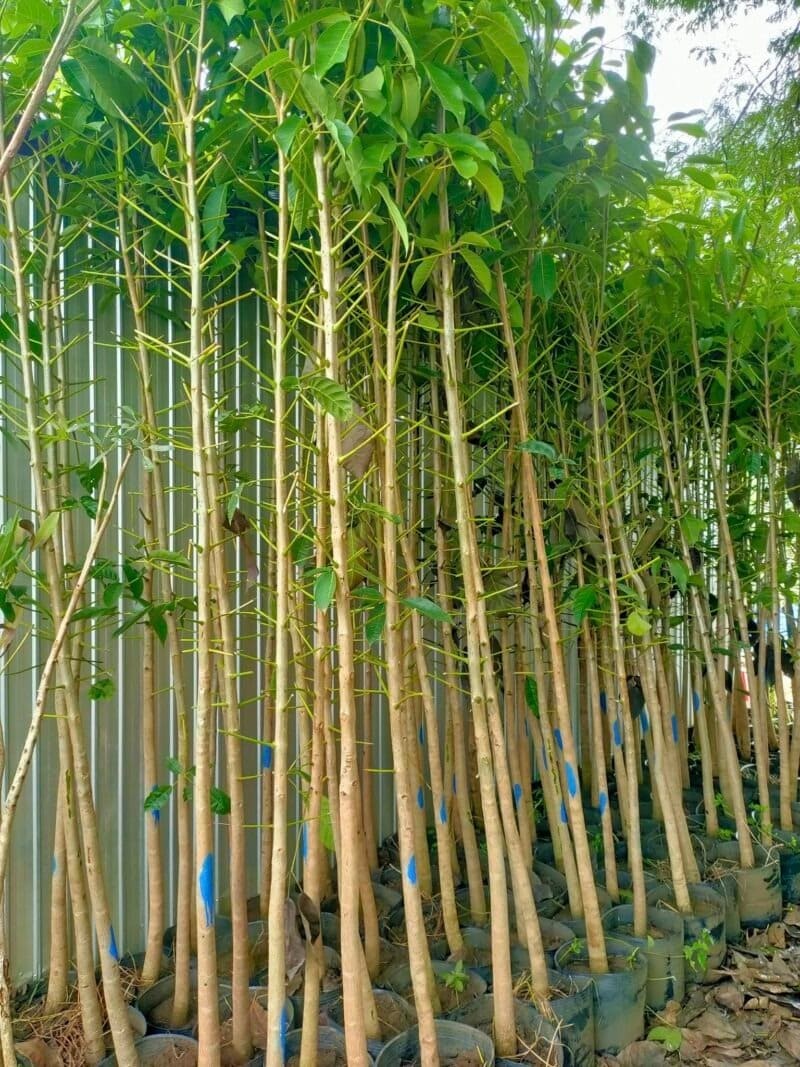 Cây kèn hồng công trình 12 cay ken hong