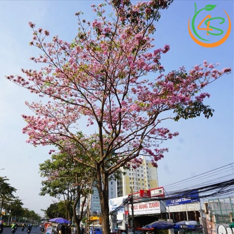 Cây kèn hồng công trình 9 Cây kèn hồng công trình ra hoa rất đẹp