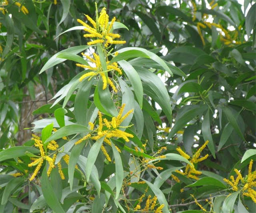 Cây Keo Lá Tràm (tràm bông vàng) 10 cay keo la tram 7