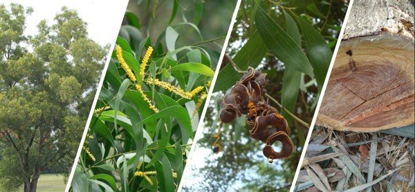 Cây Keo Lá Tràm (tràm bông vàng) 11 cay keo la tram 8
