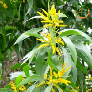 cay-keo-la-tram-giong-cay-trong-rung