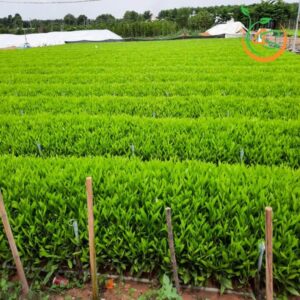 cay-keo-la-tram-giong-cay-trong-rung