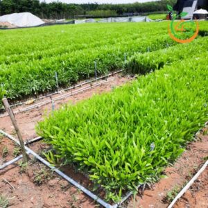 cay-keo-la-tram-giong-cay-trong-rung