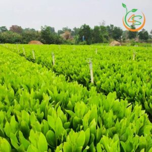 cây keo lai giống