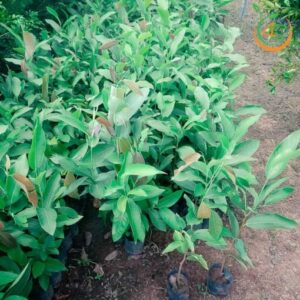 cây kơ nia giống giá rẻ