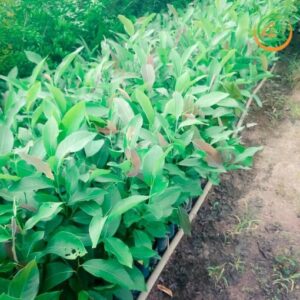 cây kơ nia giống chất lượng