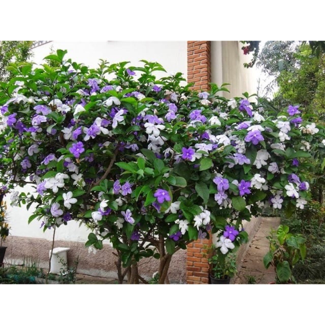 Cây Lài Nhật 14 cây hoa lài nhật