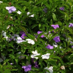 cay-lai-nhat-cach-trong