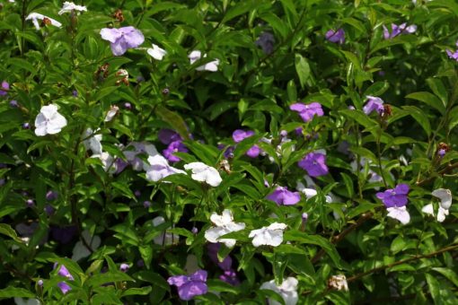 cay-lai-nhat-cach-trong