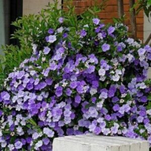 cay-lai-nhat-cong-dung