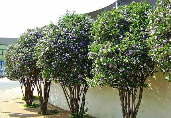 Cây Lài Nhật 10 cây lài nhật