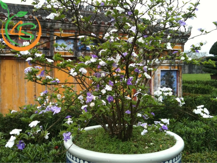 Cây Lài Nhật 11 cây lài nhật